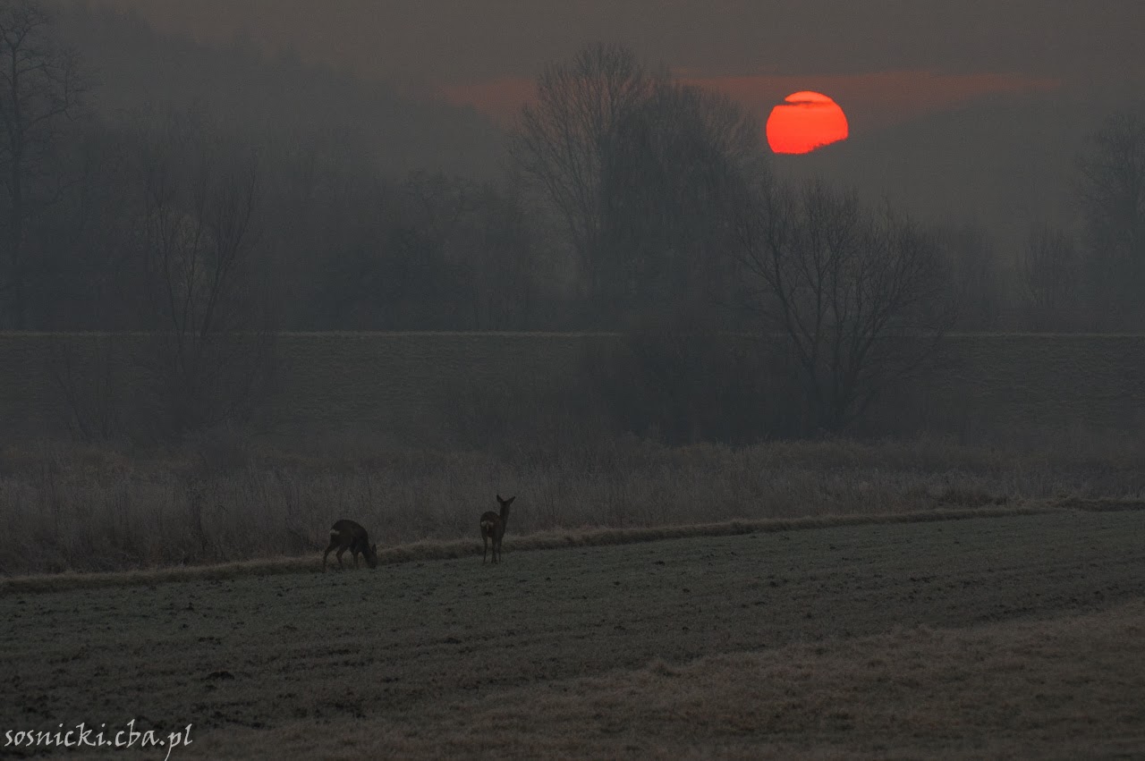 Dwie sarny na zamglonym polu o świcie pod Tyńcem, w tle wschodzące słońce wśród nagich drzew