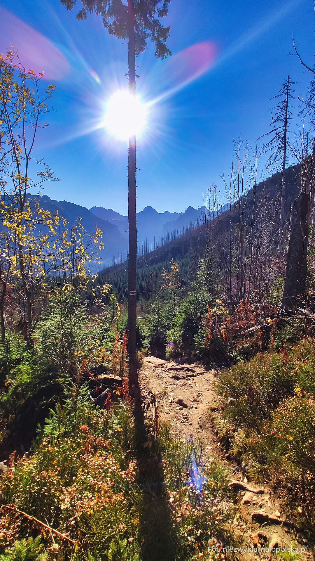 Leśna ścieżka z widokiem na Tatry Wysokie