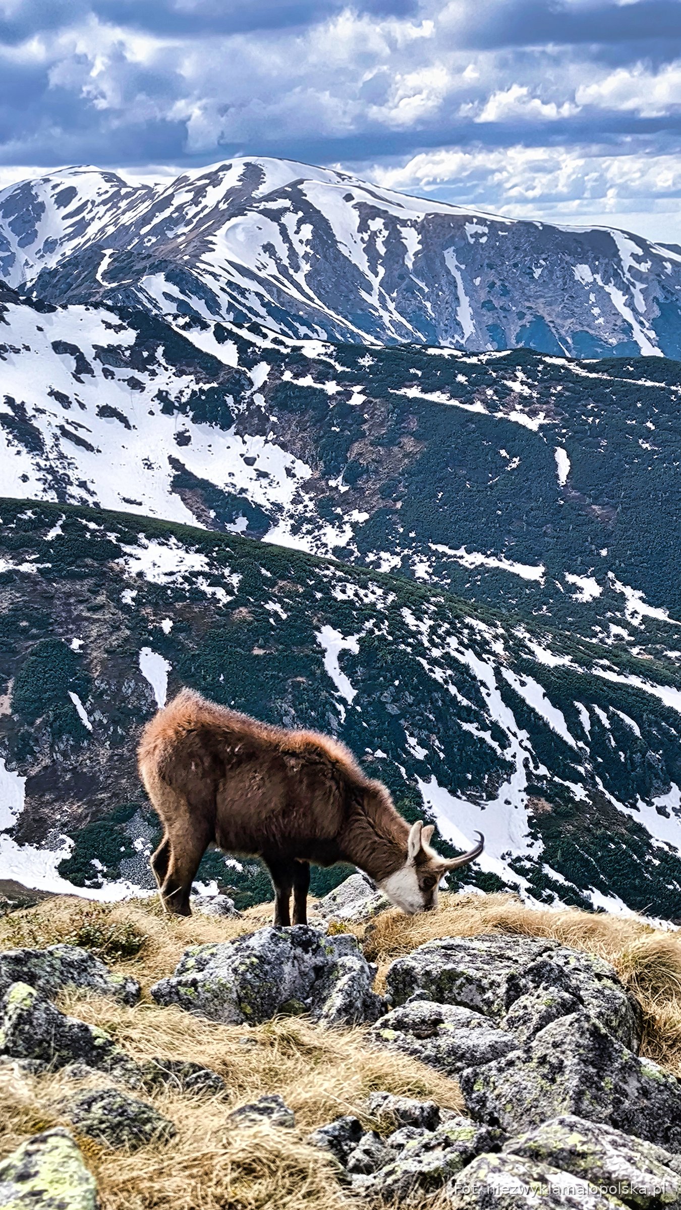 Tatra chamois on rocks with snowy peaks of the Tatra Mountains behind