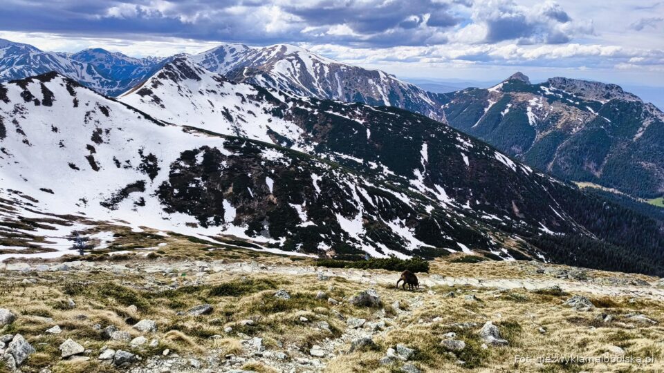 Tatra chamois grazing on a high meadow below snowy Tatra peaks in spring