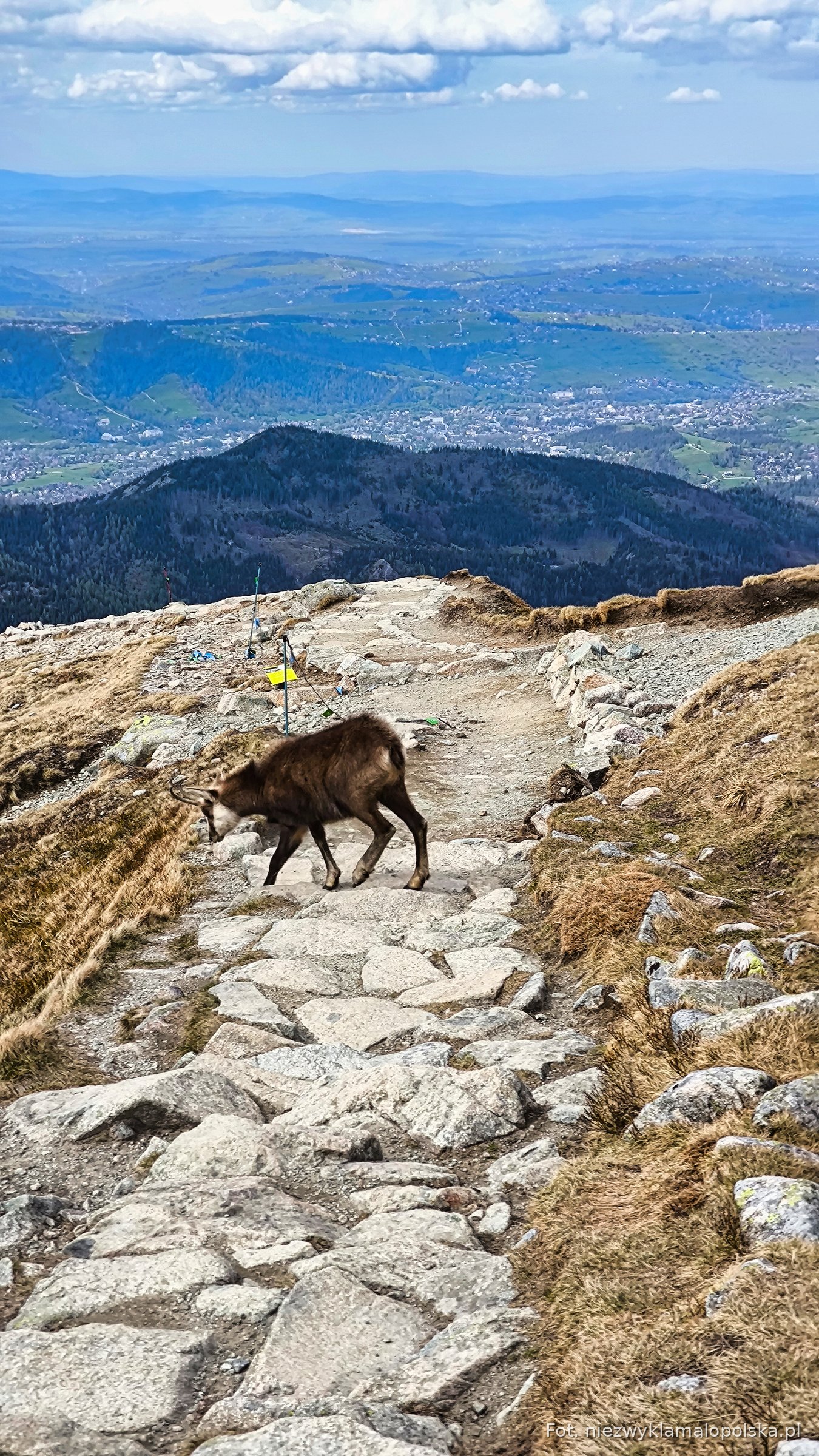 Tatra chamois walking on a stone trail near Kasprowy Wierch, Tatra Mountains